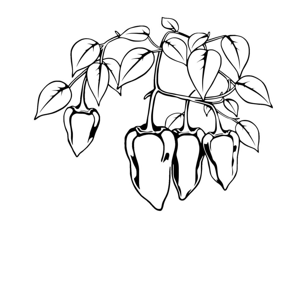 Red Habanero Peppers Hanging On Branch With Leaves vector