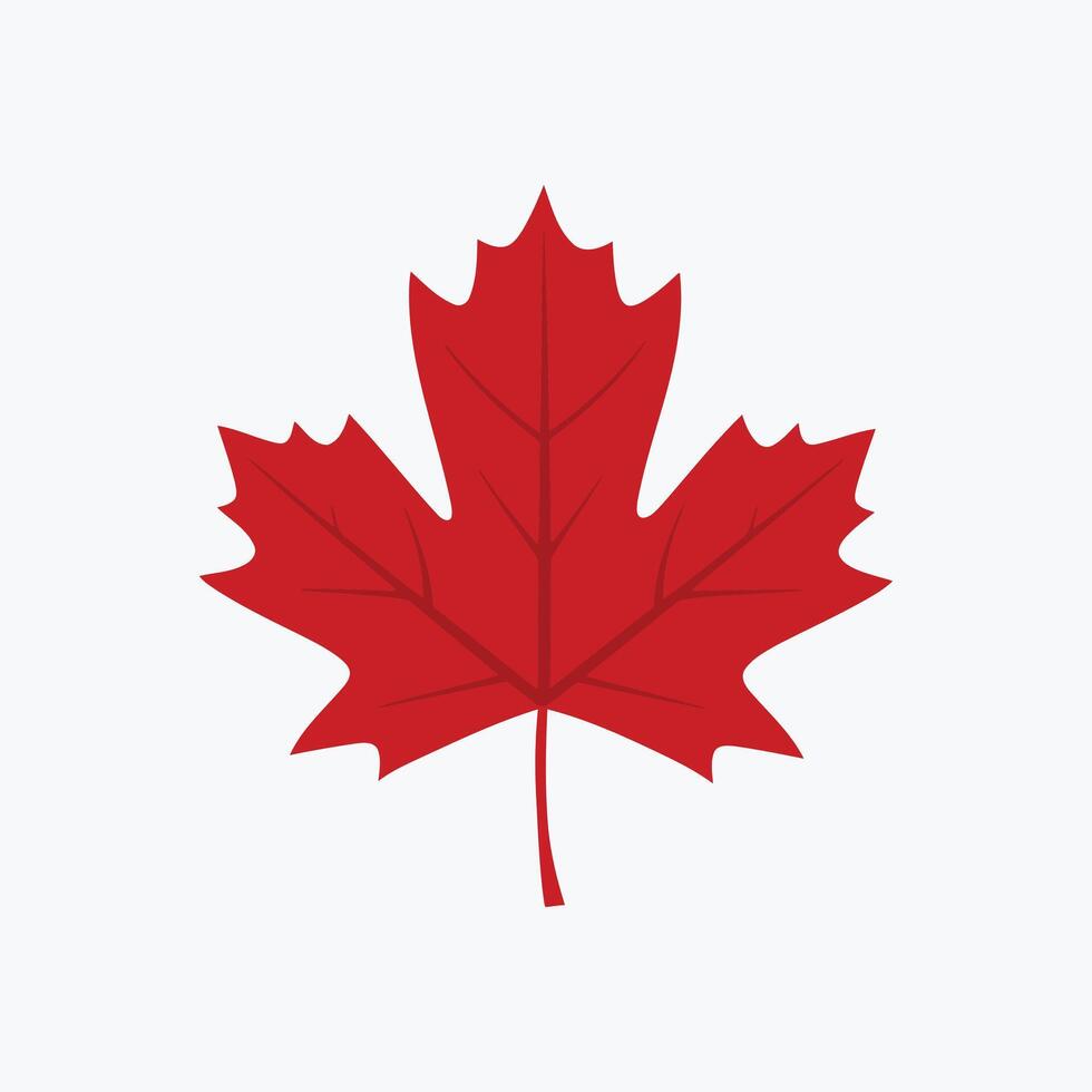 Illustration of a red maple leaf on a single color background vector