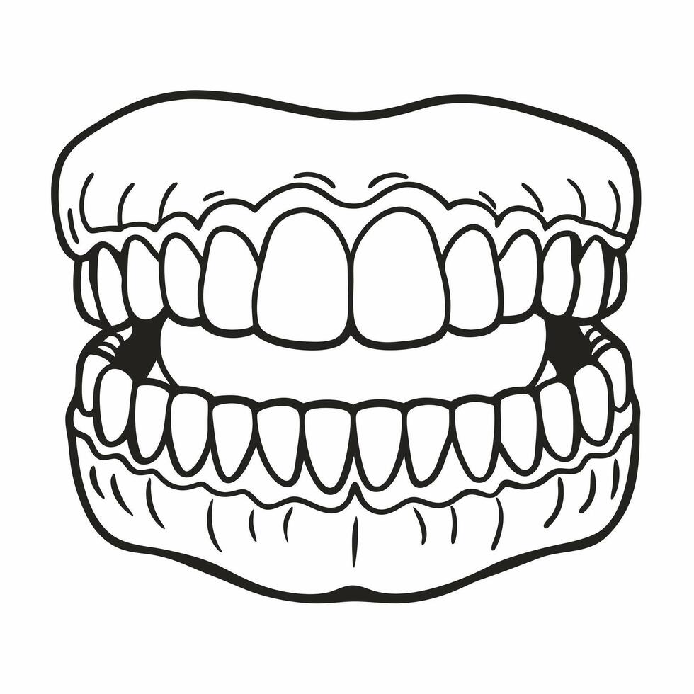 Illustrated Dental Anatomy Detailed Art of Human Teeth and Jaw vector