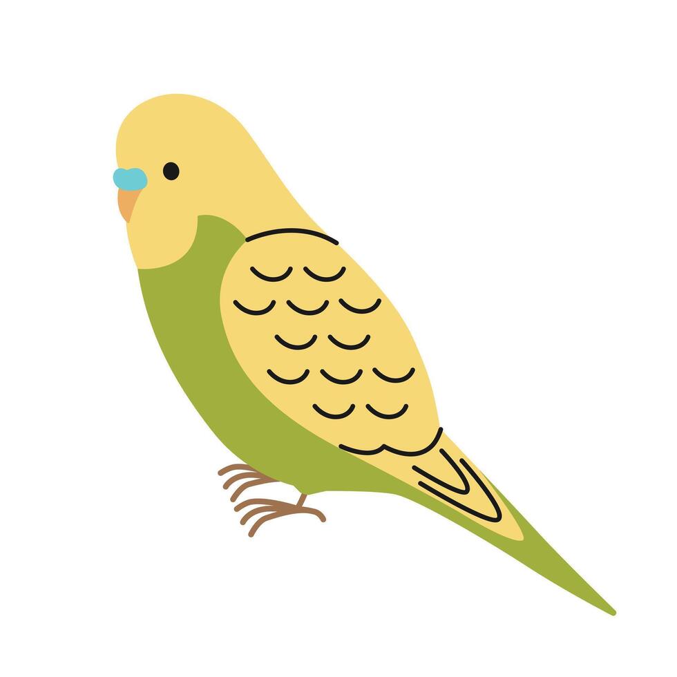 Cute yellow and green budgerigar sitting on white background. Isolated parrot. Adorable pet. Exotic tropical bird. Domestic animal in simple style. Flat illustration for pet shop vector