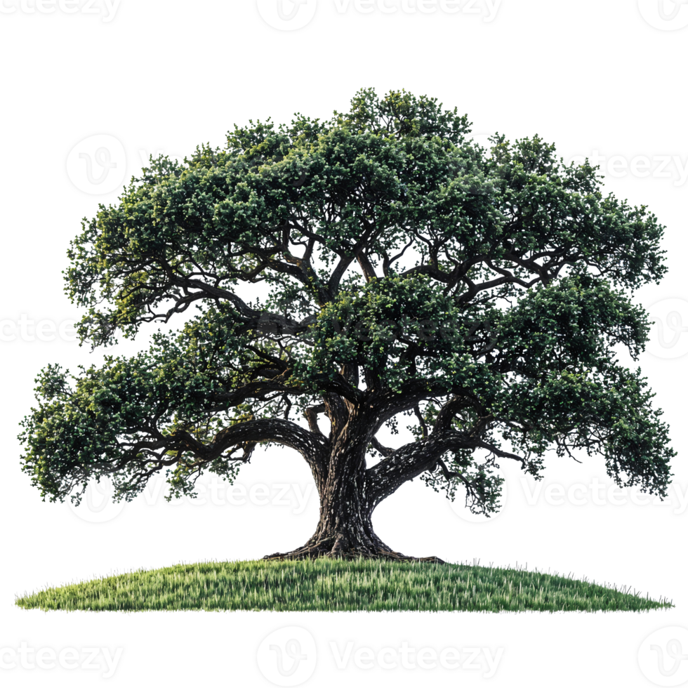 isolated oak tree on grass, transparent background. png