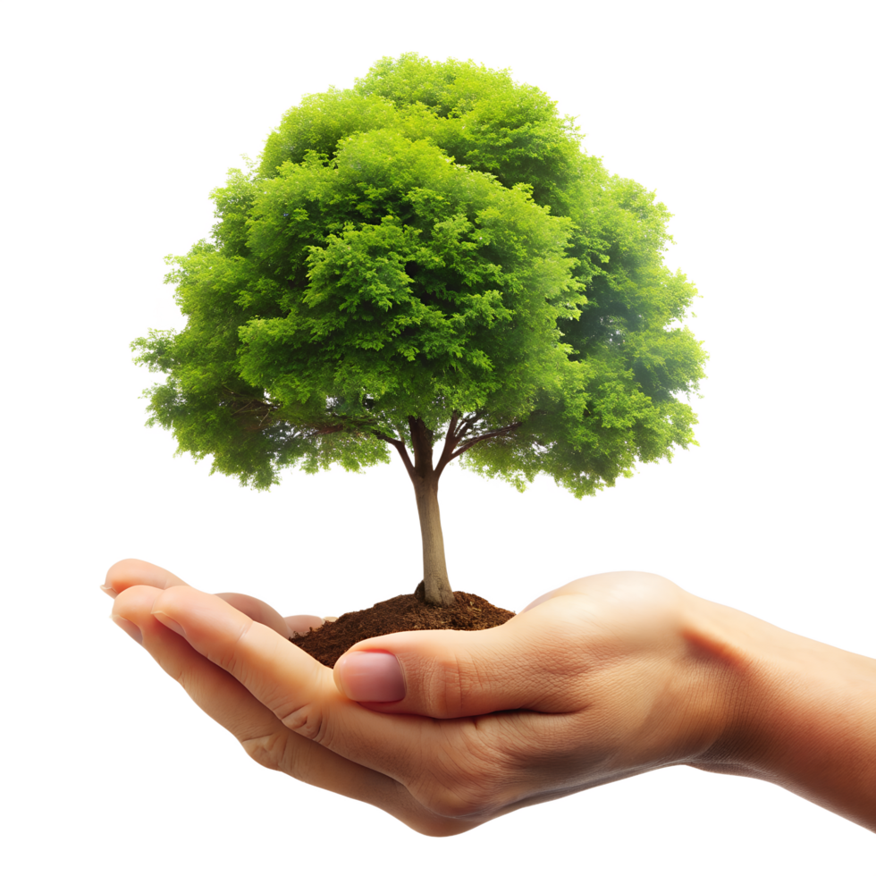 Hands holding a young green plant transparent background png