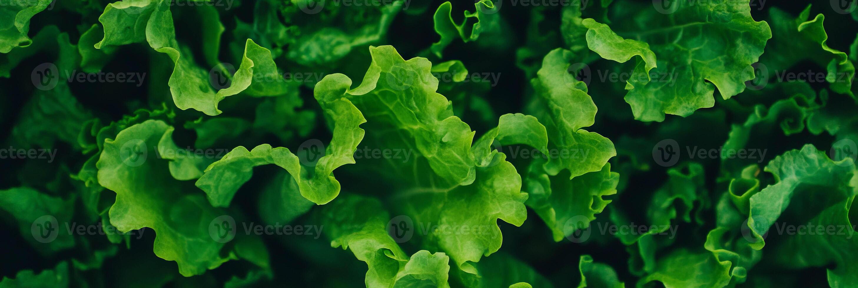 Fresh vegetables showcasing vibrant colors and crisp textures for a healthy lifestyle backdrop photo