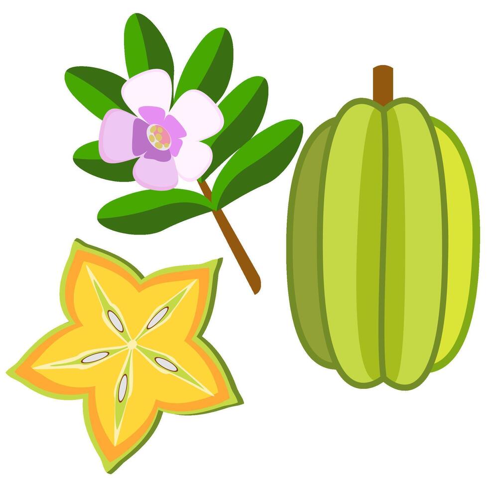 Star fruit whole and sliced with branch vector