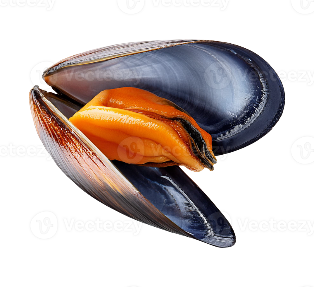 An open mussel shell on a transparent background png