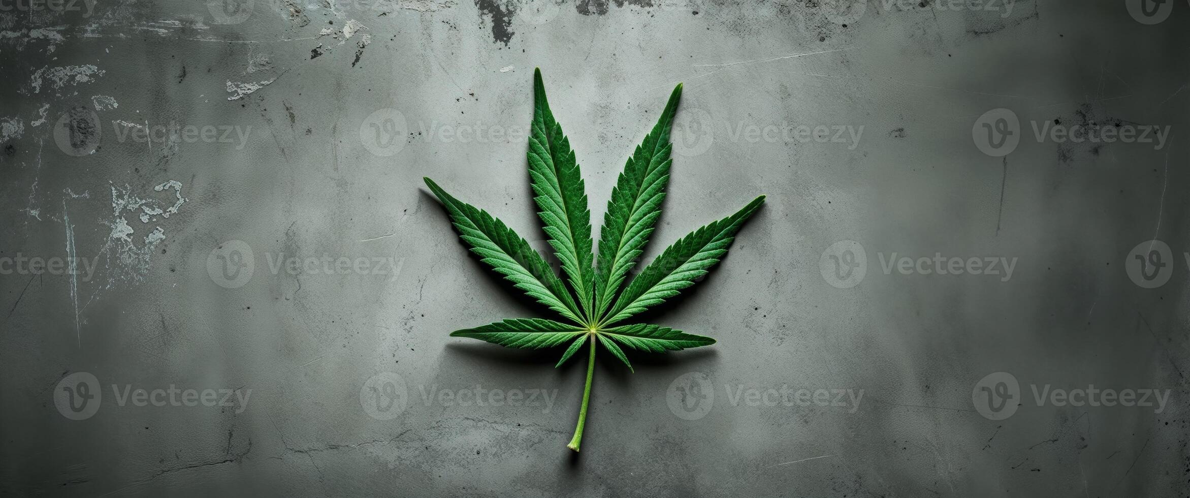 A leaf of marijuana is on a grunge grey background photo