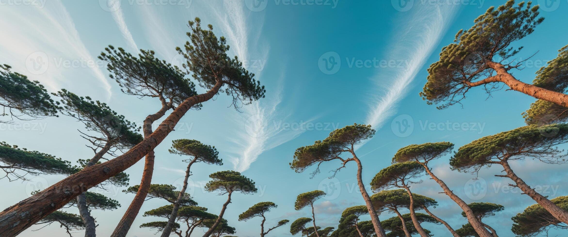 A group of tall pine trees with clouds in the sky photo
