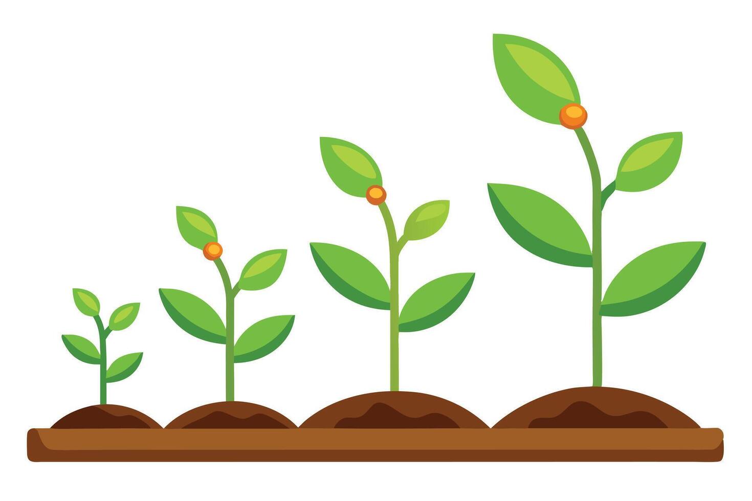 Green Seedling Stages in Soil with Leaves and Growth Development on White vector