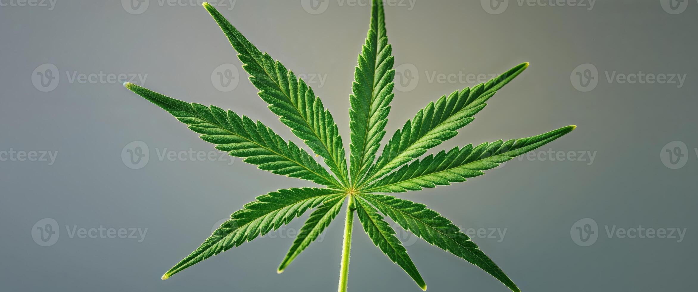 Marijuana leaf with visible texture close up photo