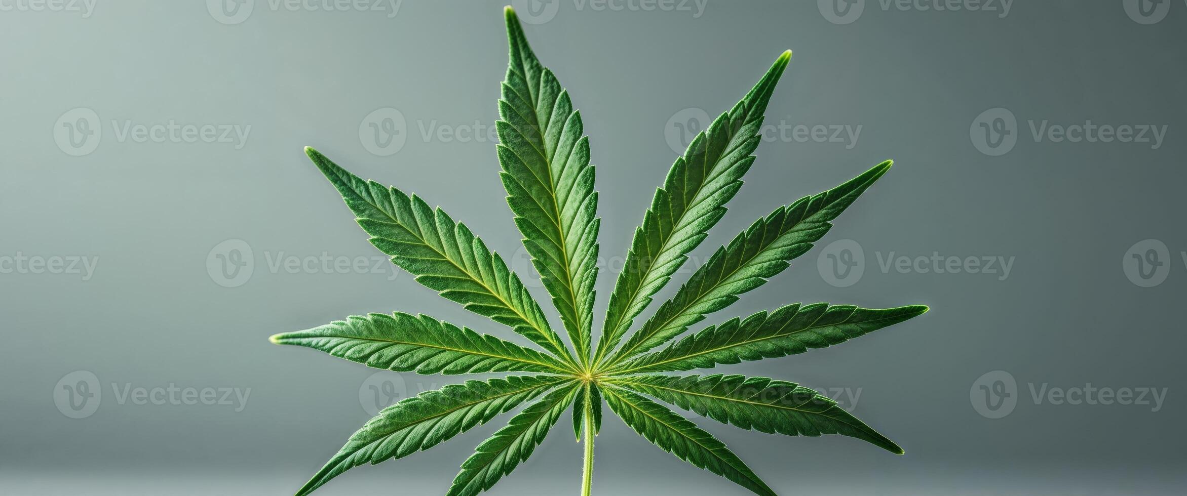 Marijuana leaf with visible texture close up. photo