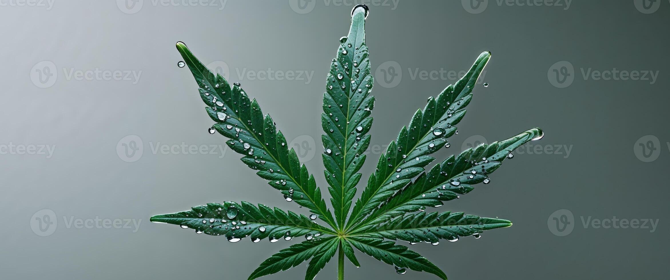 macro marijuana cannabis leaf with water drops. photo