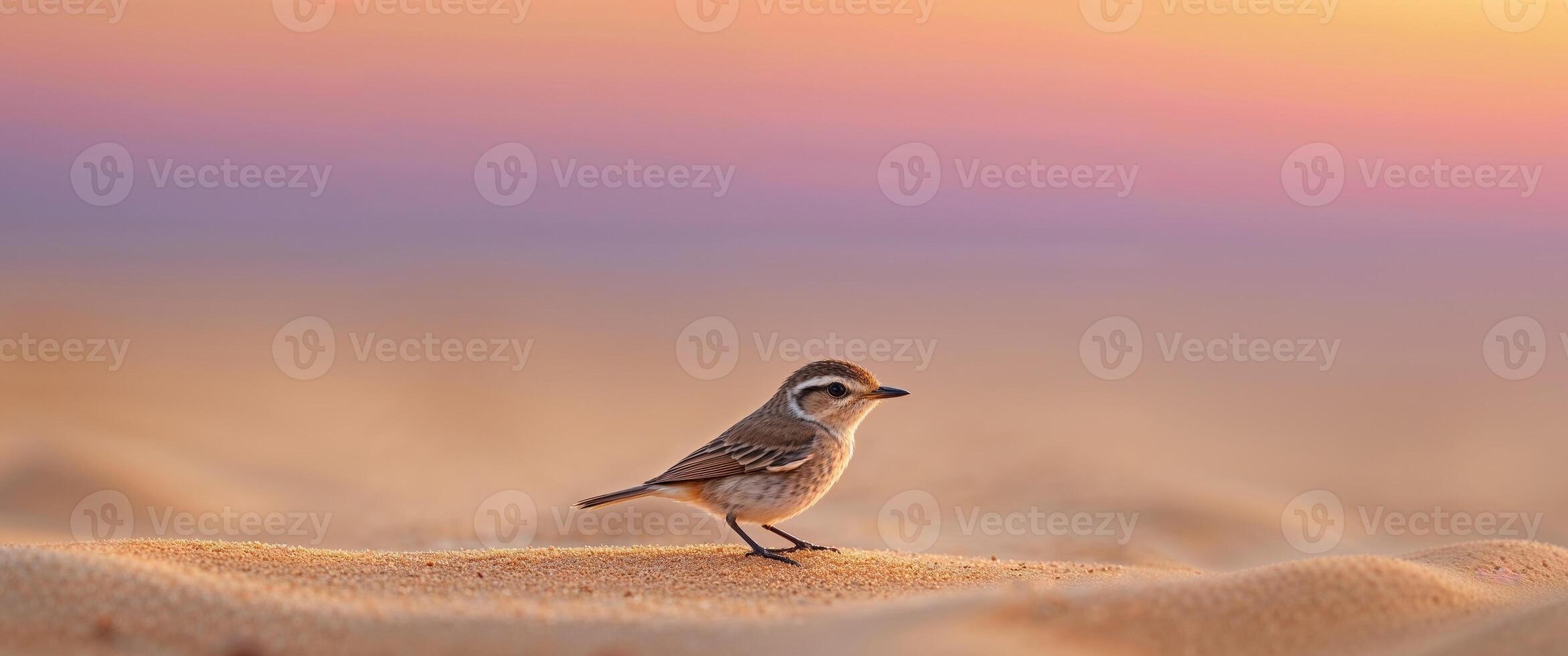 A small bird standing on top of sand in the desert photo