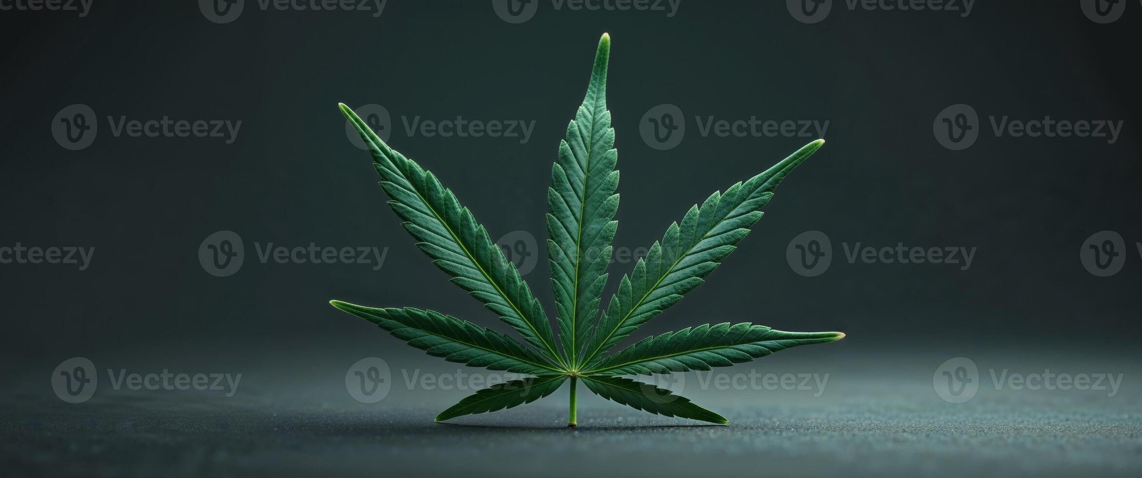 Cannabis leaf resting on dark background representing medical marijuana photo