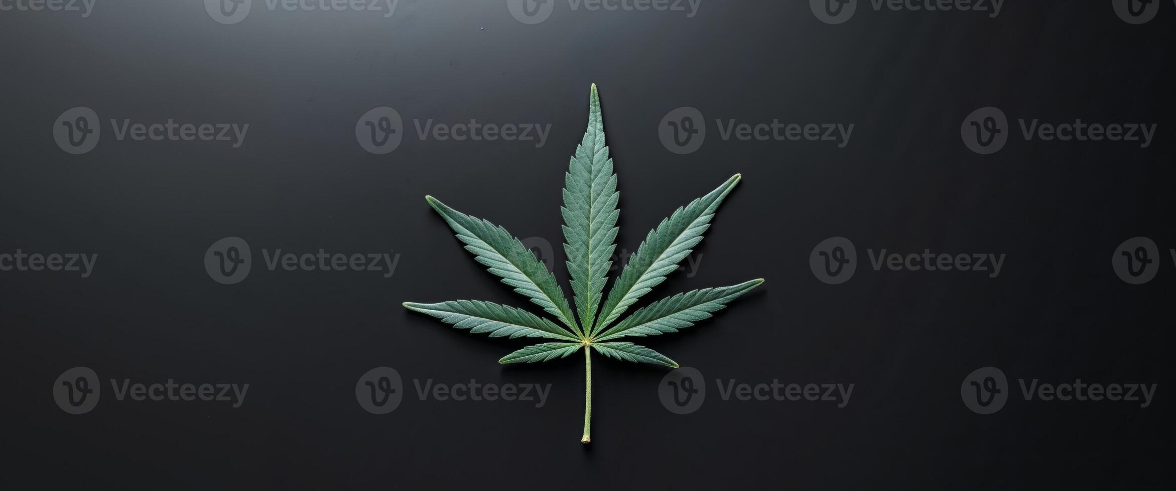 A leaf of marijuana is on a black background. photo