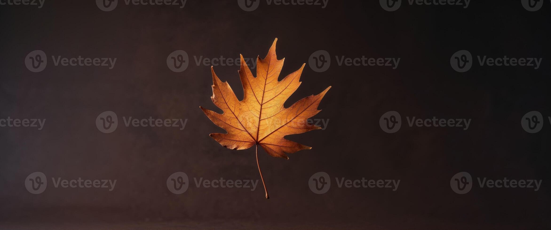 Backlit autumn leaf showing its veins on dark background. photo