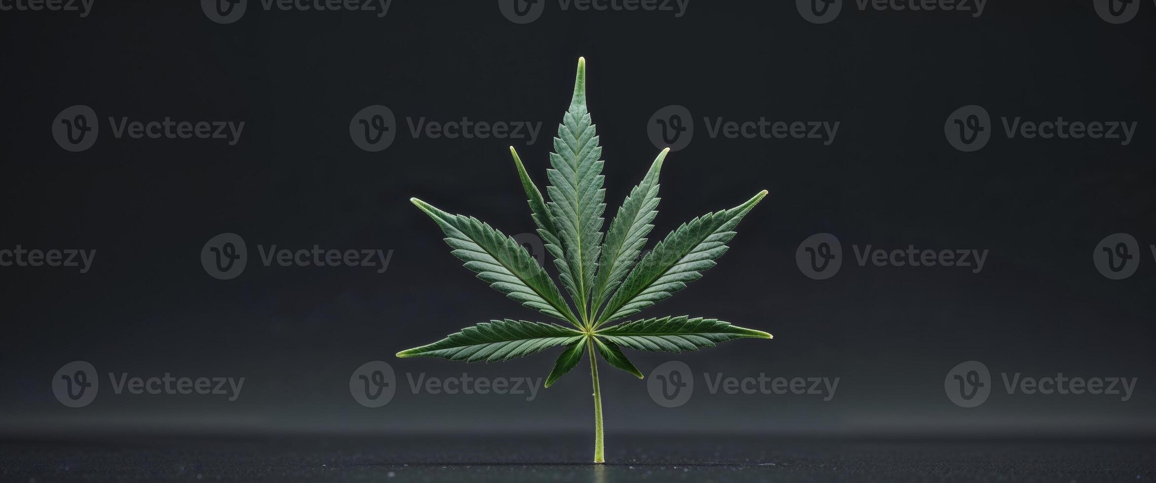 A leaf of marijuana is on a black background photo