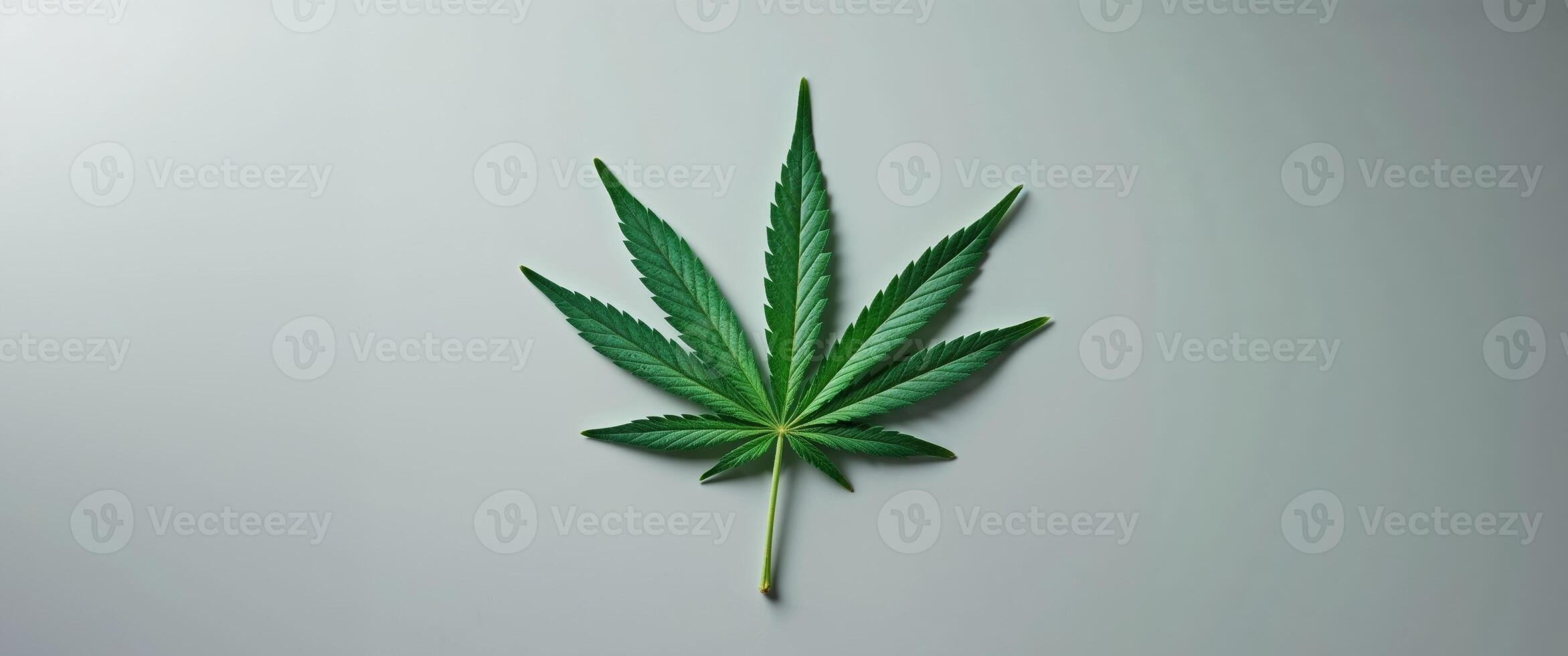 Cannabis leaf image Theme Hemp and marijuana photo