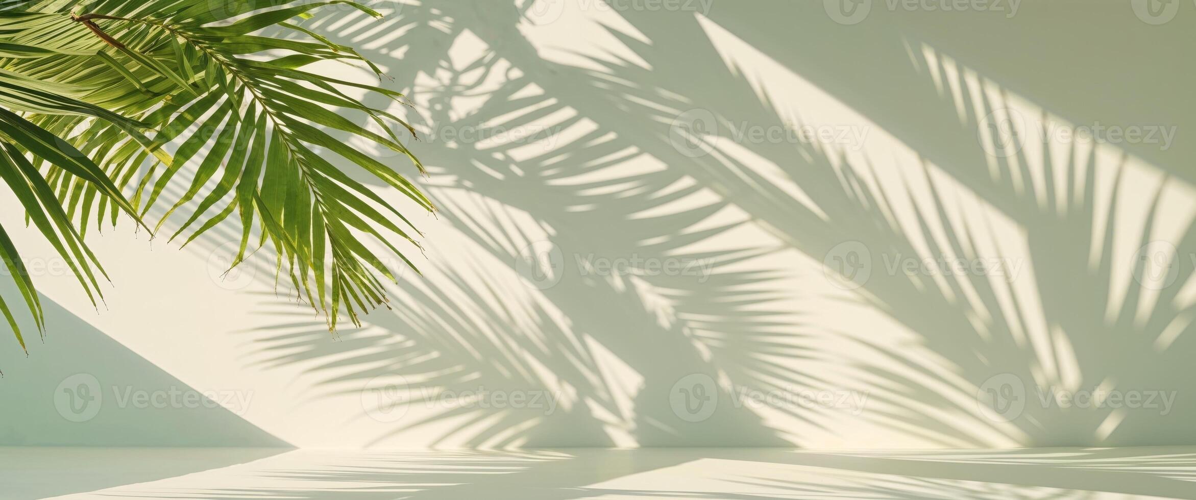 Shadow Play of Large Tropical Palm Fronds Casting Intricate Designs. photo