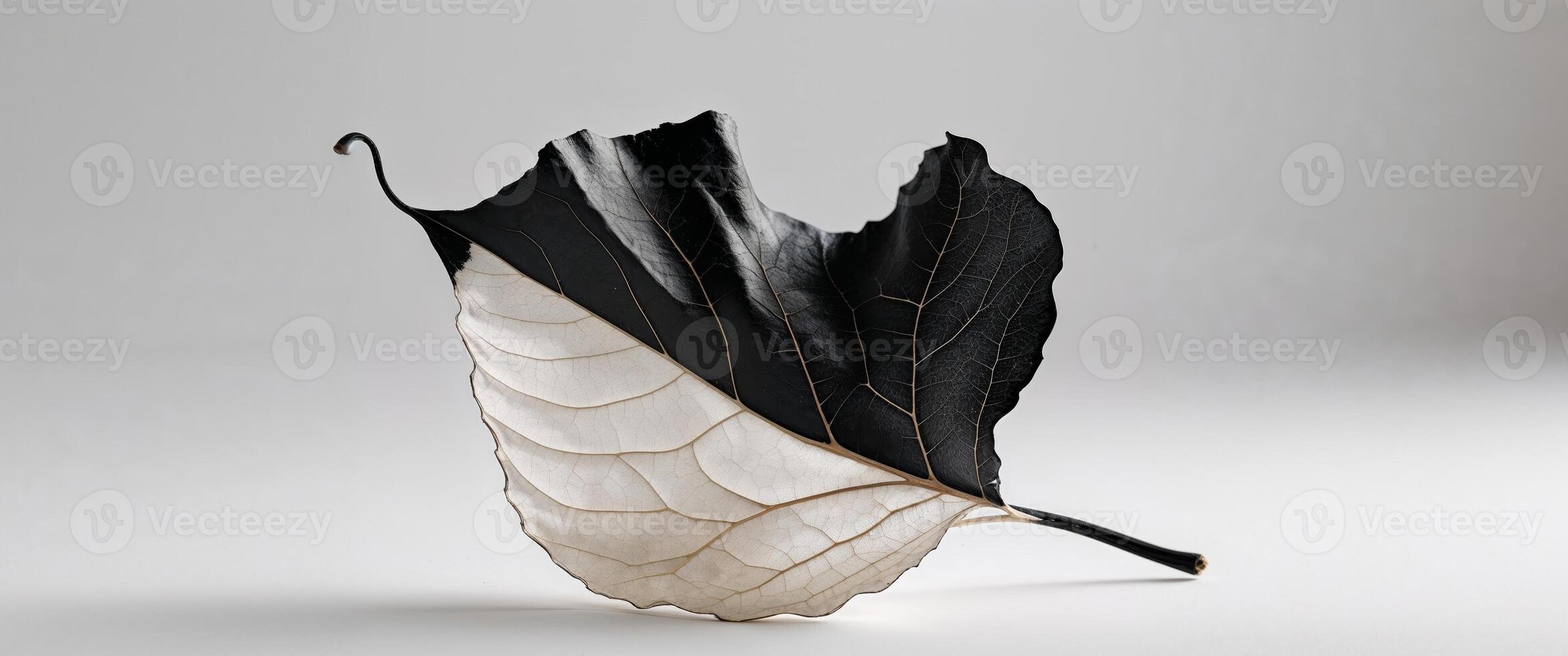 Unique Dried Leaf with Contrast Between White and Black Sections. photo