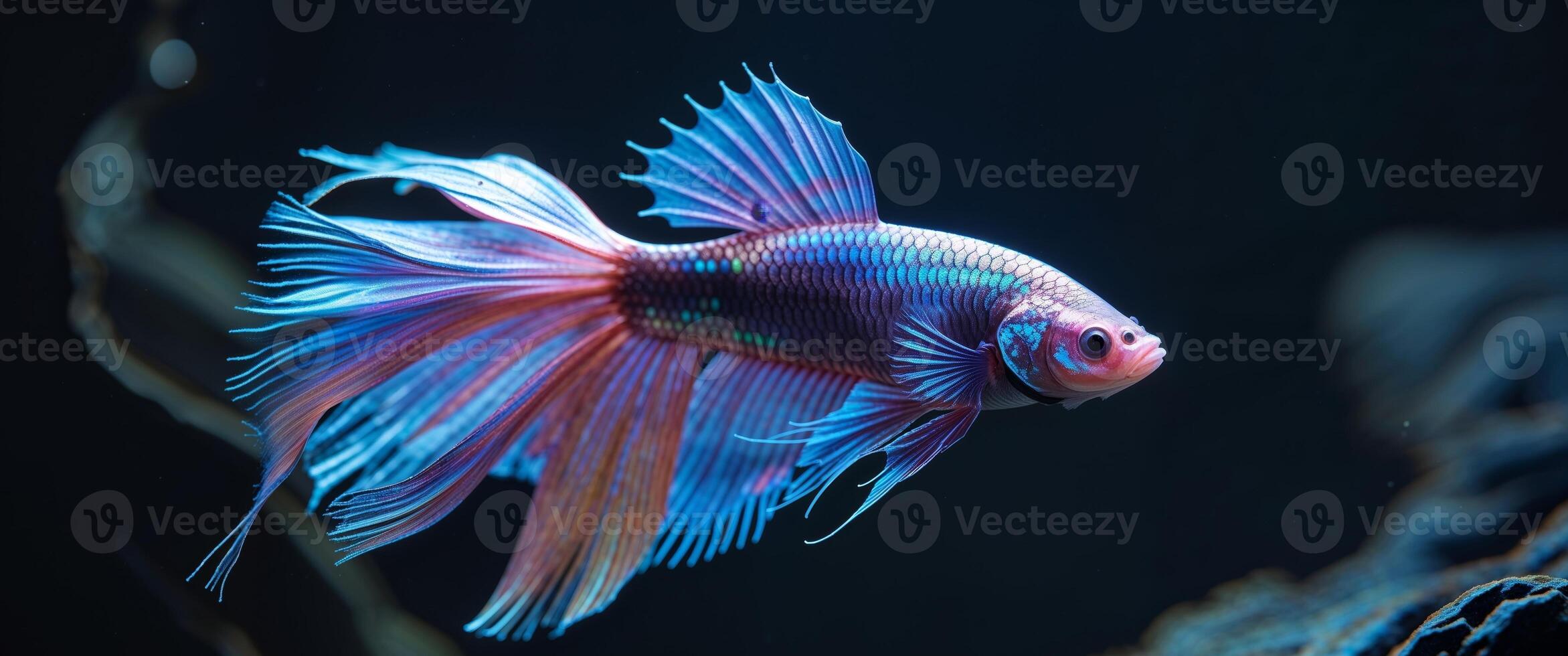 Stunning neon betta fish with flowing fins in dark aquatic setting photo