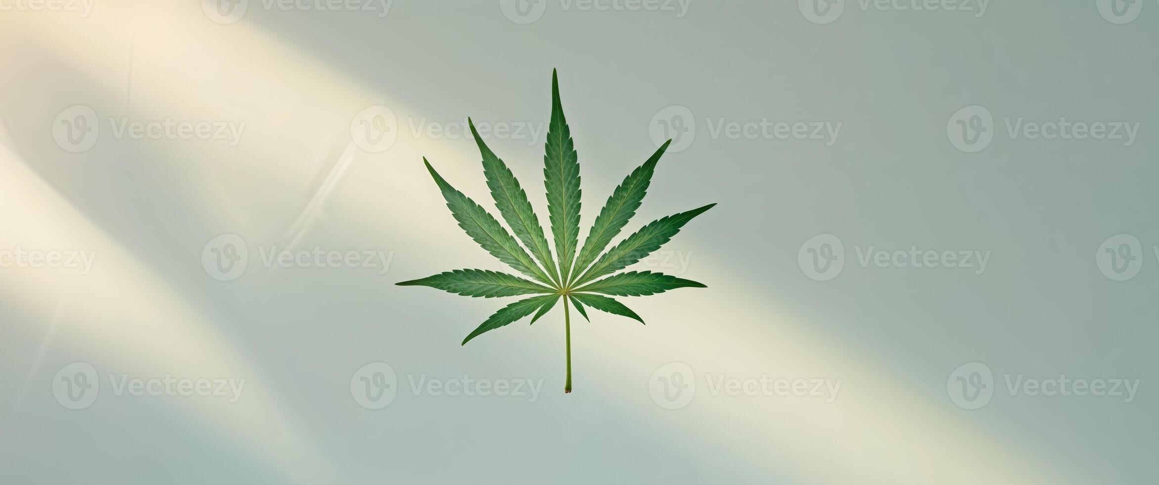 Serene Cannabis Leaf on a Light Blue Background Illuminated by Sunlight photo