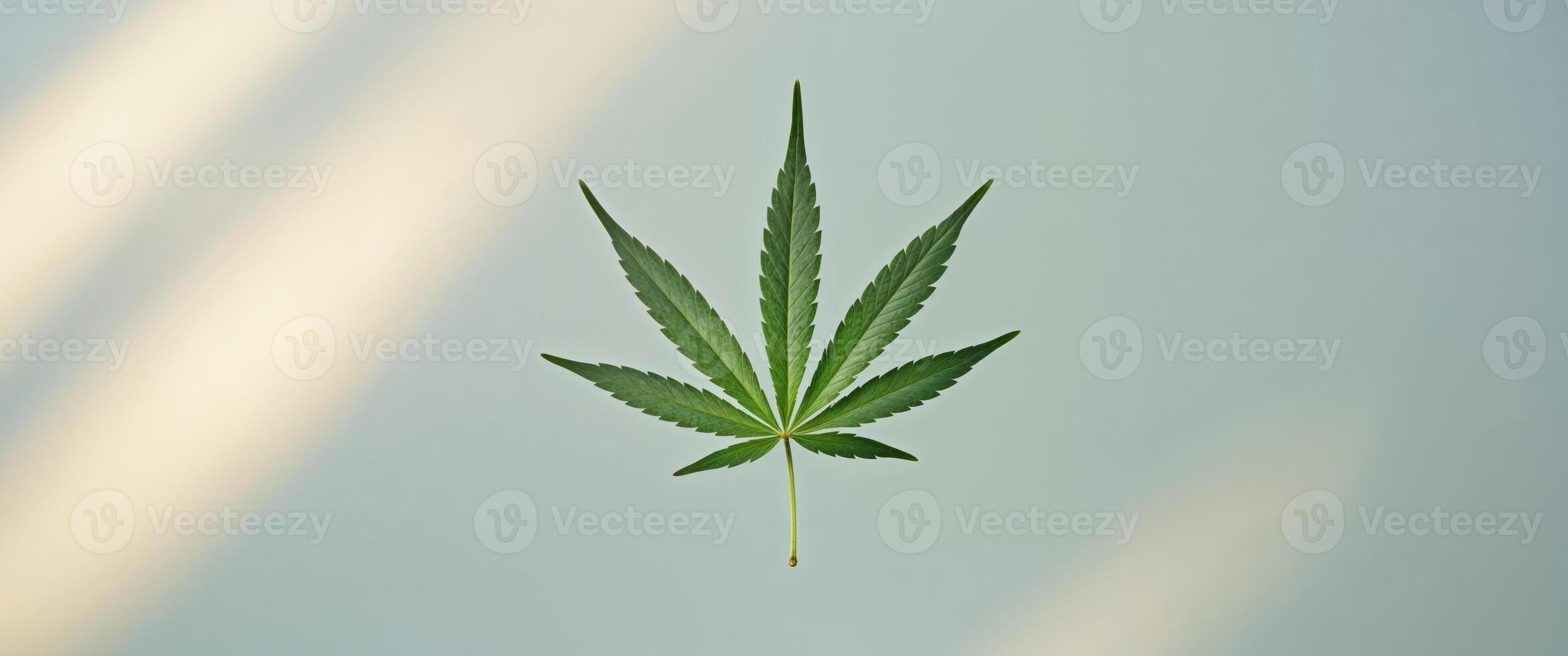Serene Cannabis Leaf on a Light Blue Background Illuminated by Sunlight. photo