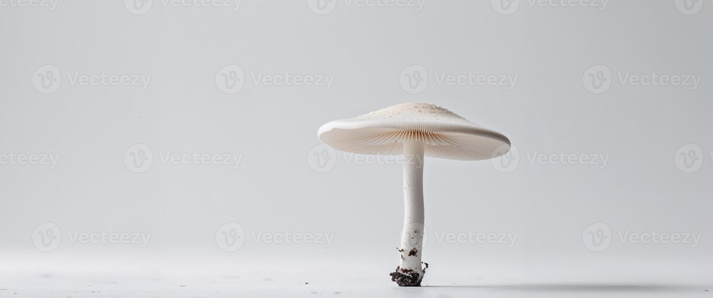 White Mushroom with Delicate Gills and Smooth Stem on White Backdrop photo
