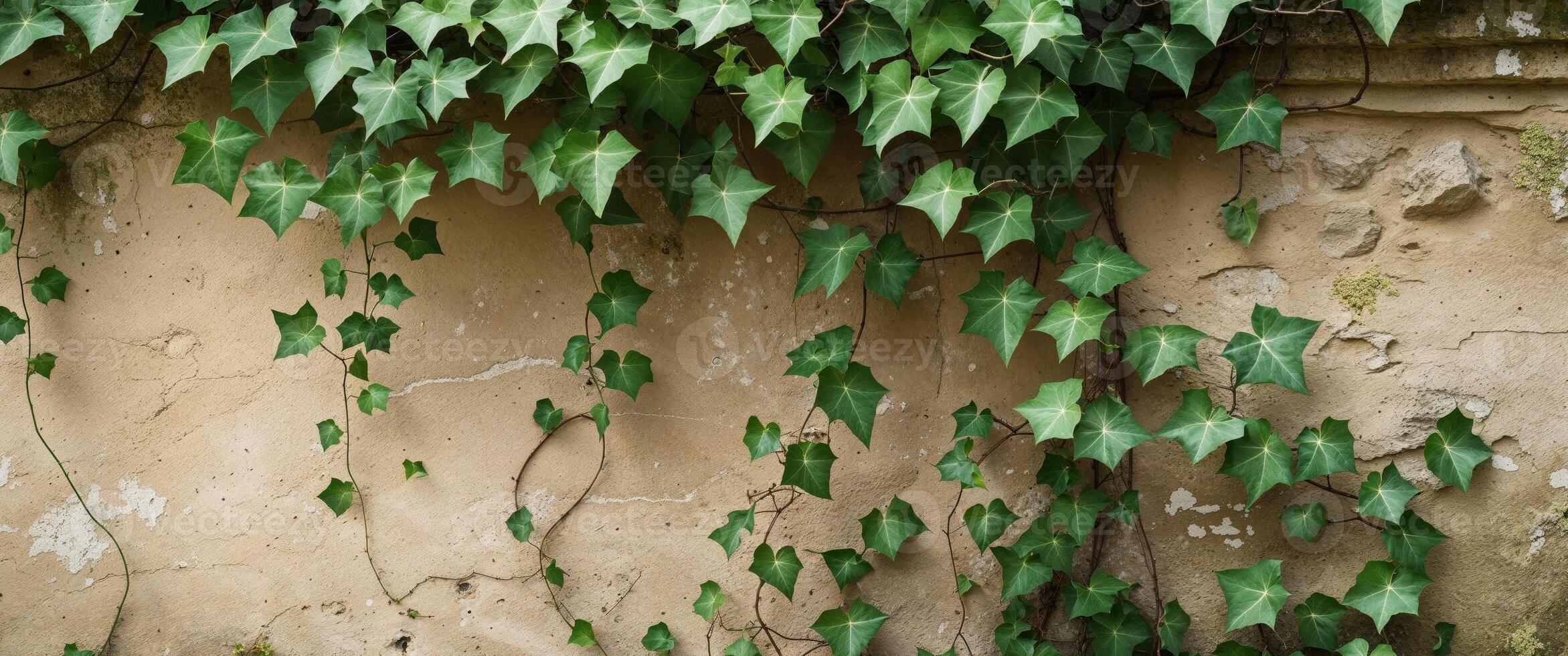 Lush ivy climbing on a rustic stone wall - perfect for nature and garden themes. photo