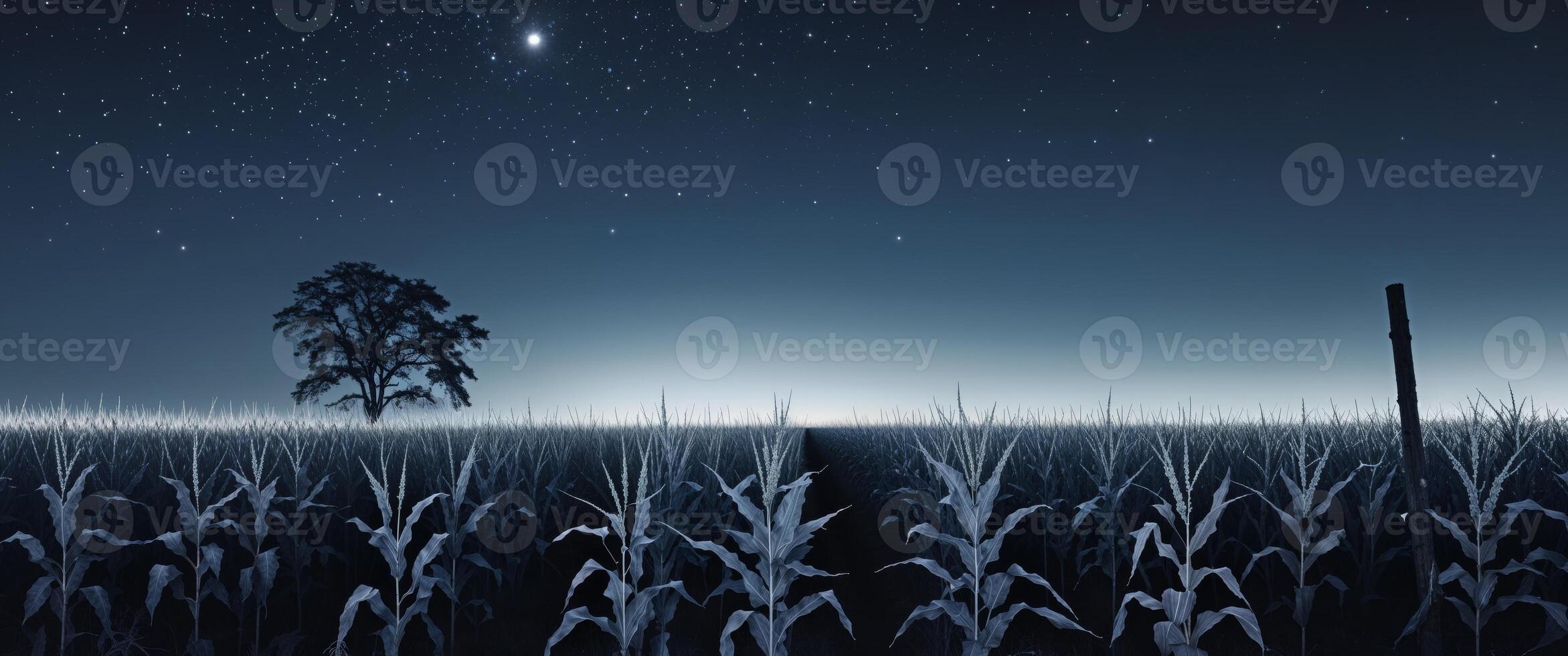 Stunning night landscape of a cornfield captured with long exposure technique for dramatic effect. photo