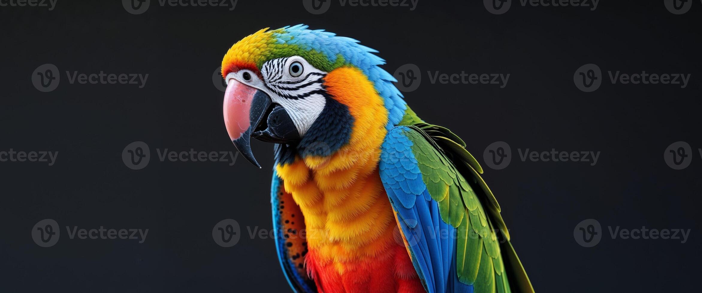 a colorful parrot with a black background. photo