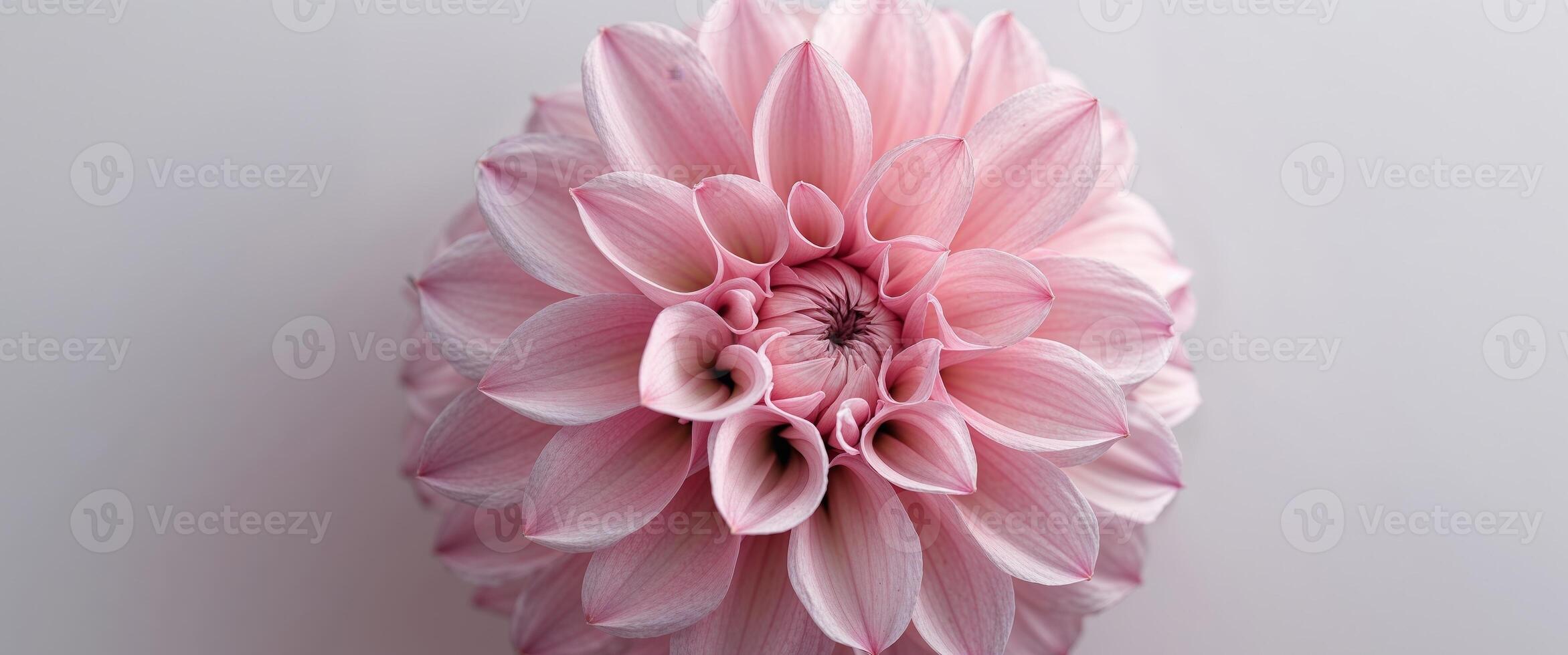 A pink flower is shown in the center of the image photo