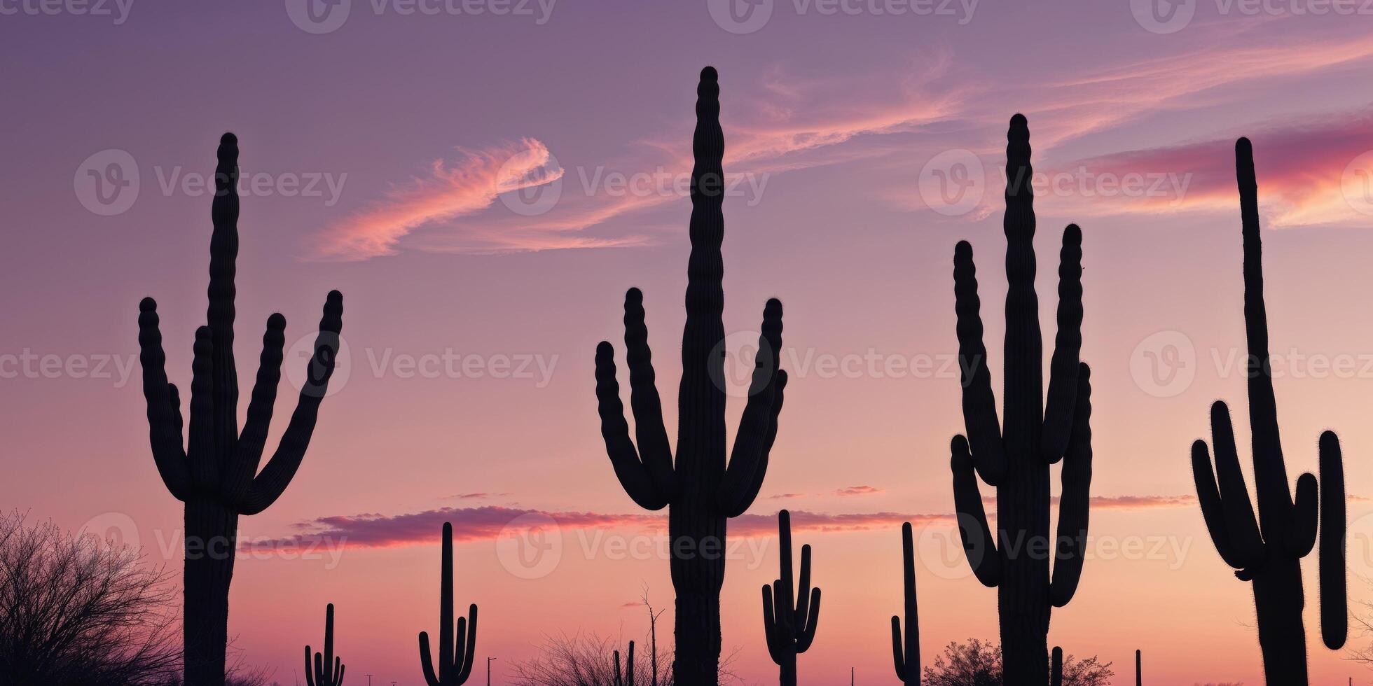 Saguaro cactus silhouettes against a pink sky photo