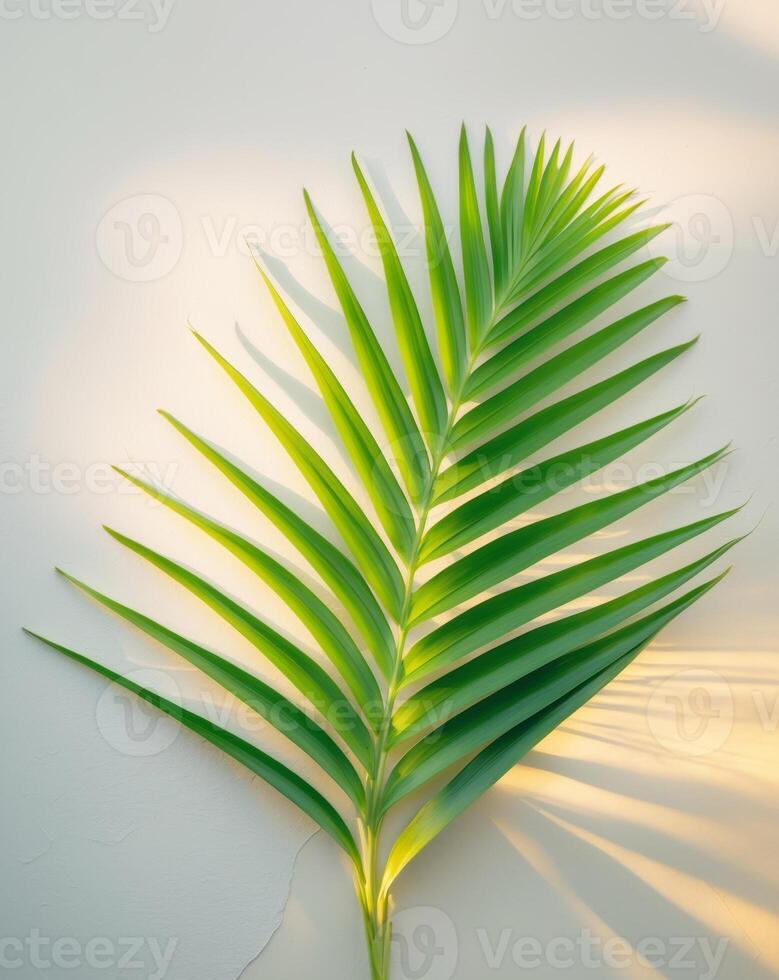 A Beautiful Tropical Green Palm Leaf Captured in a Serene Natural Setting. photo