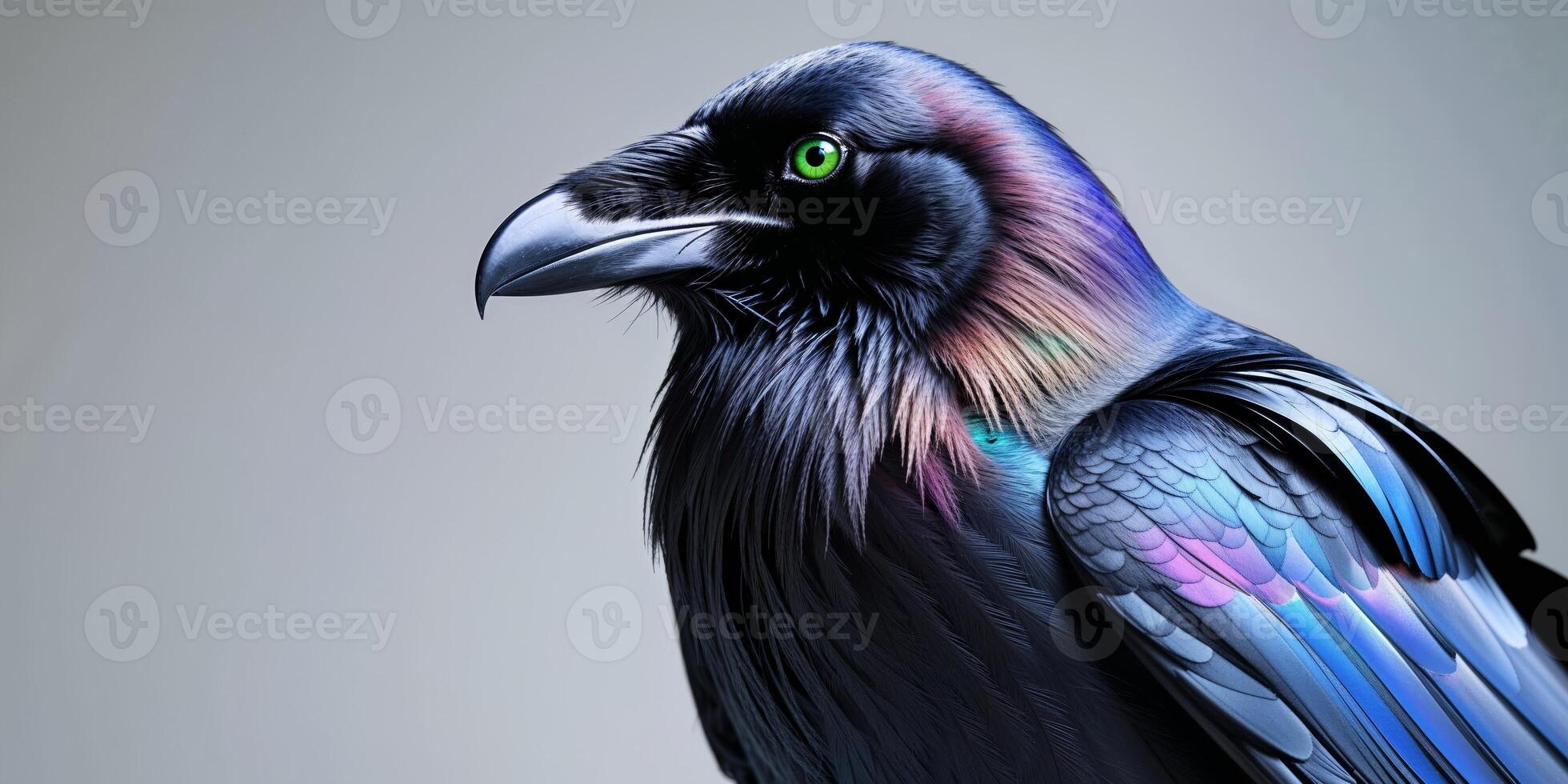 A black bird with colorful feathers photo