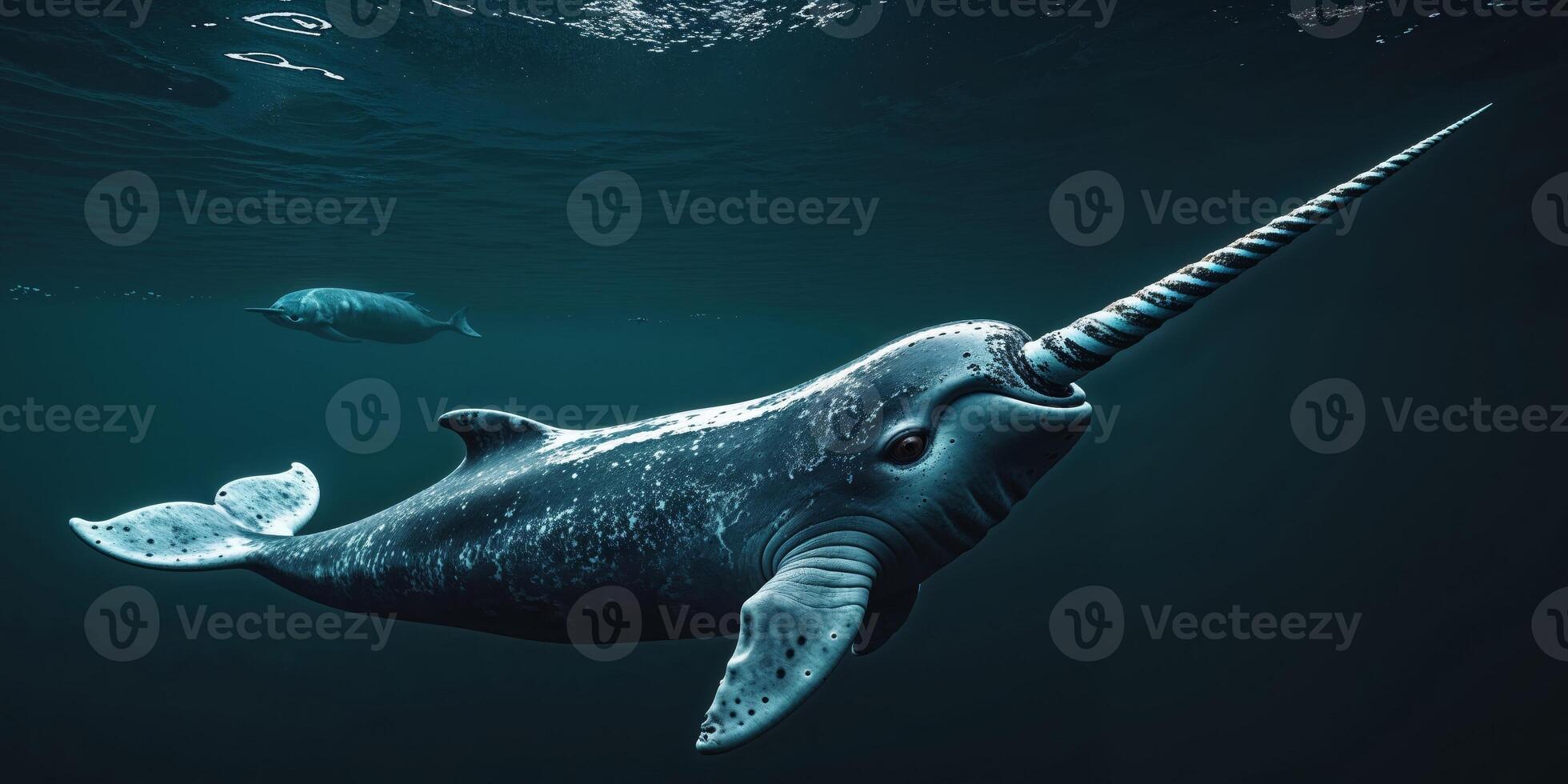 A narwhal with a long horn on its head swimming in the ocean photo