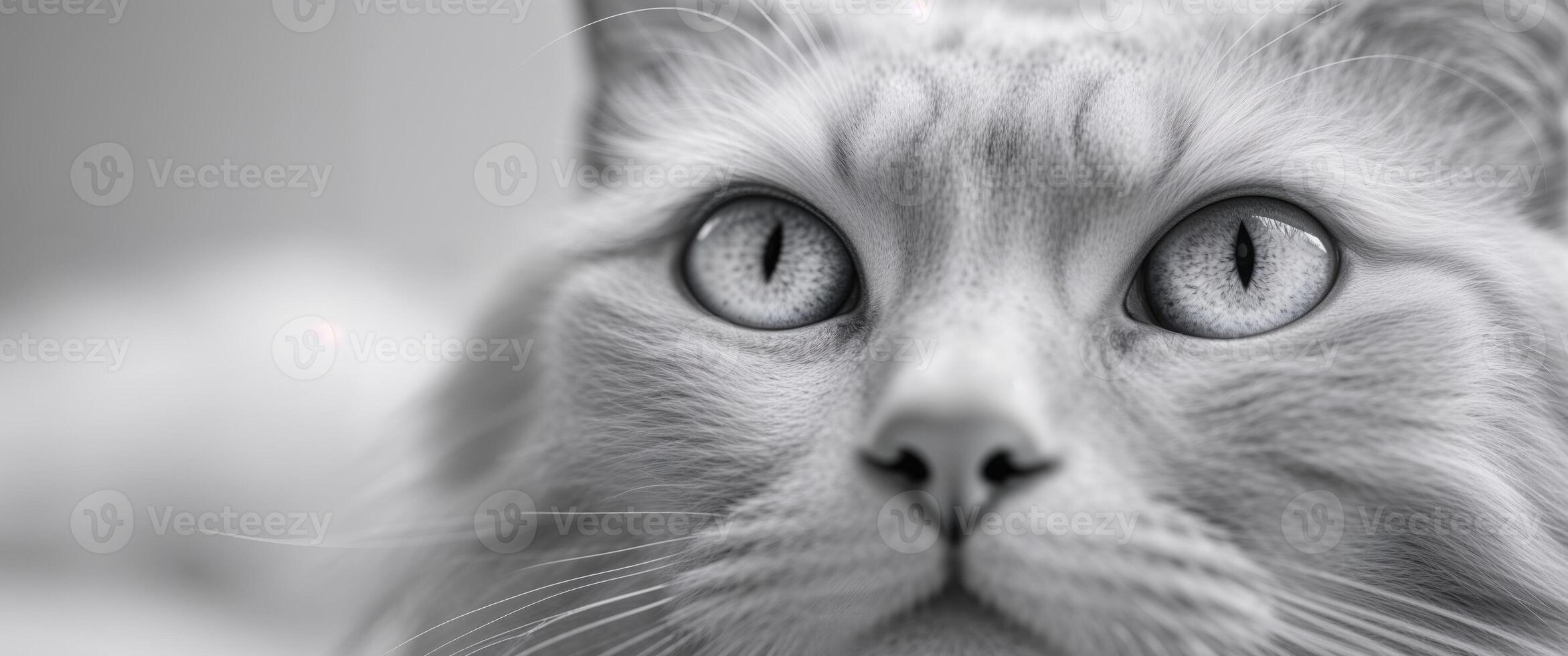 A close up of a white cat with big eyes photo