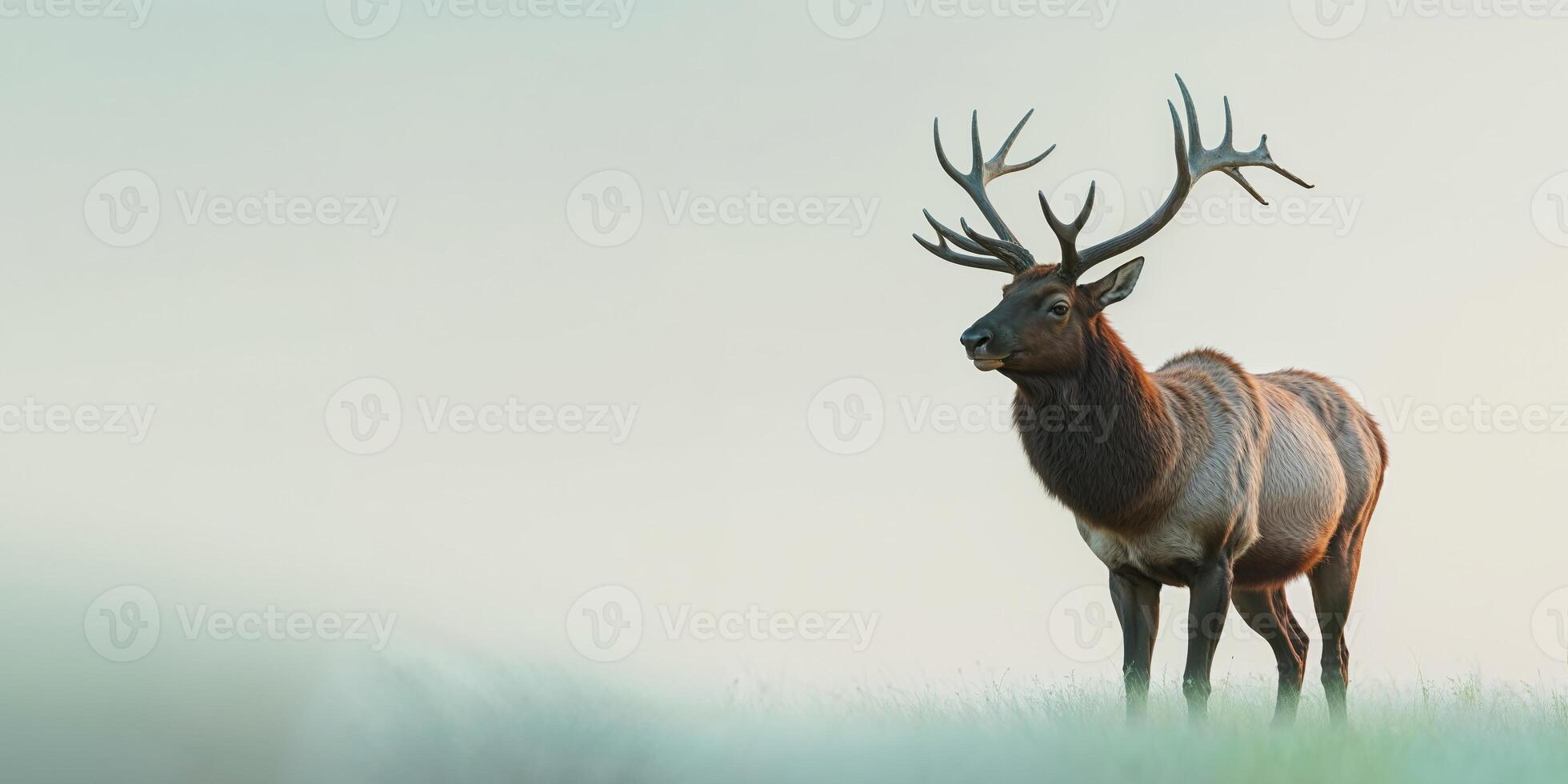 A large elk standing in a field photo