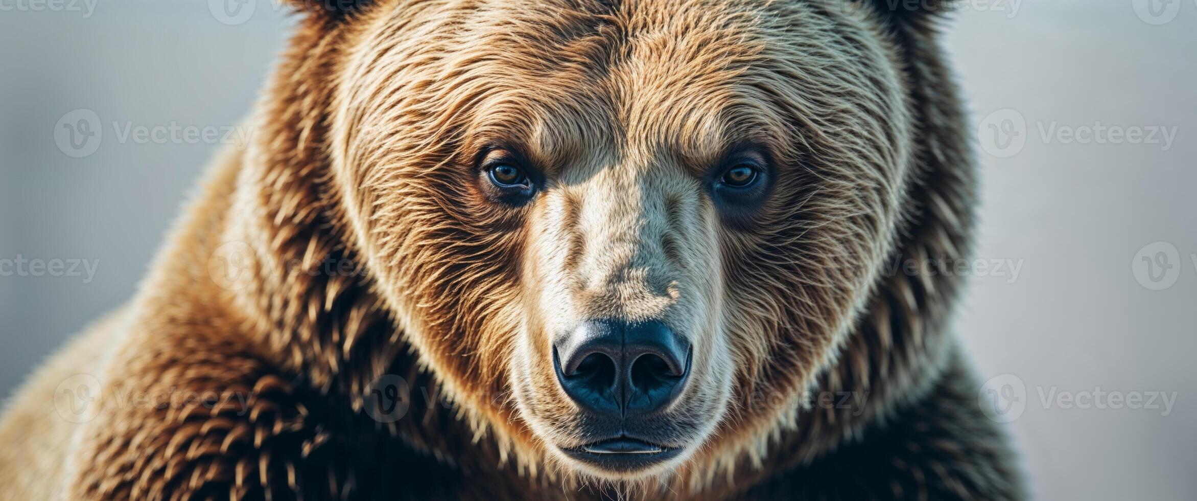 A close up image showing the face of a bear photo