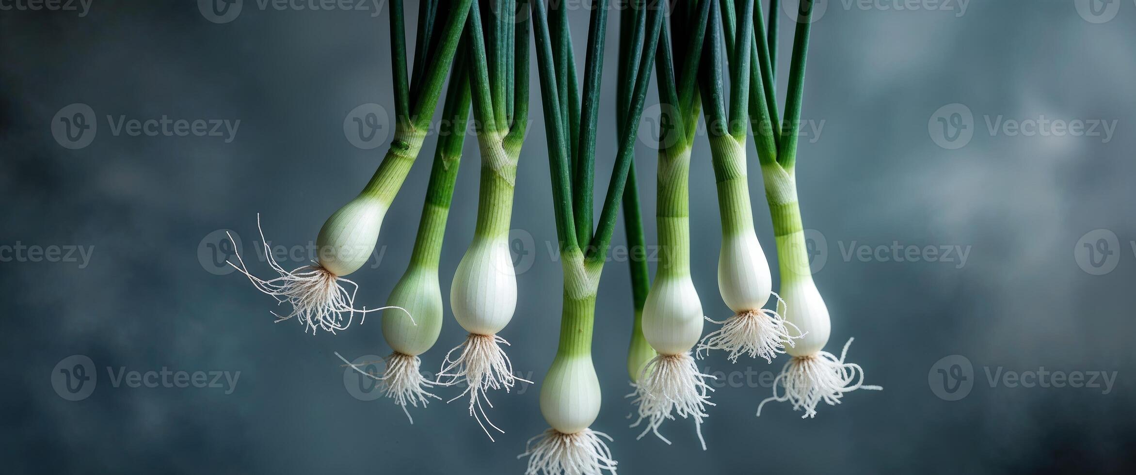 A bunch of white onions hanging from a string photo