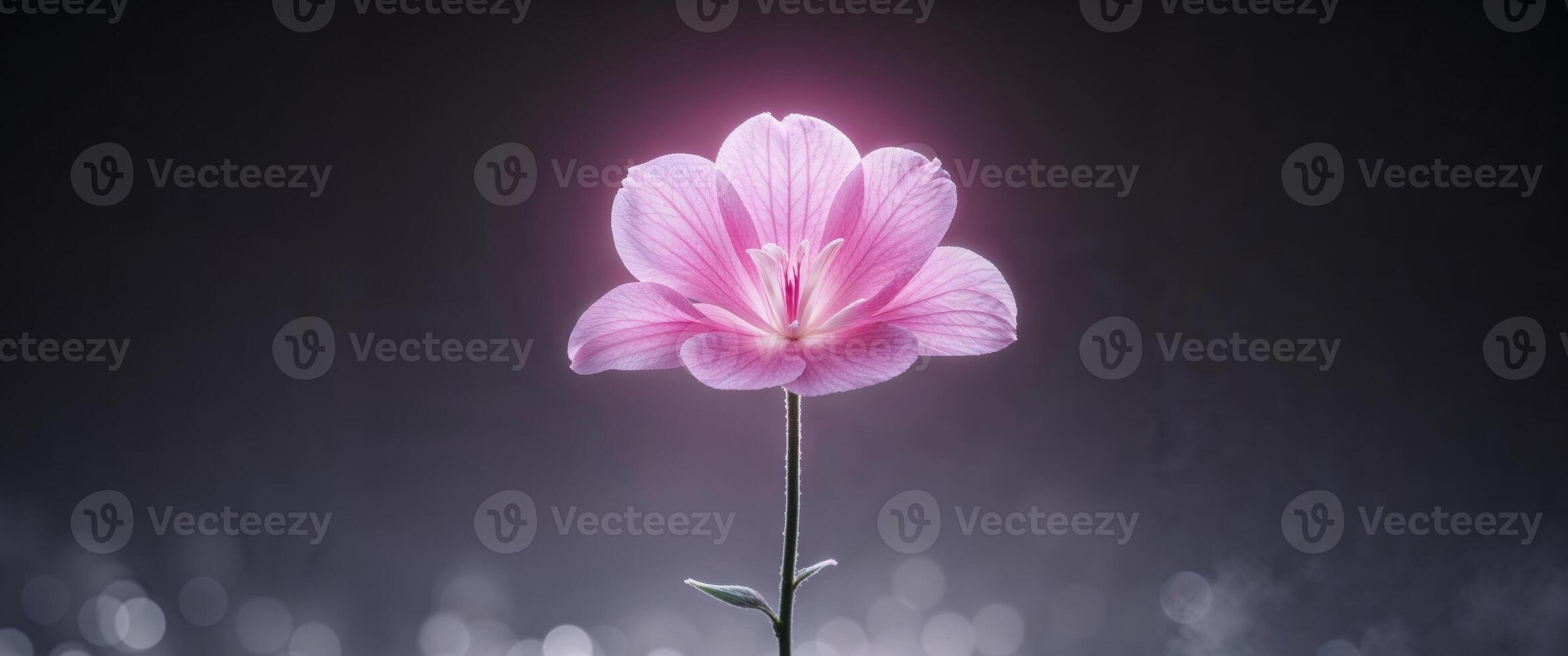 Illuminated Pink Flower Glowing In The Dark. photo