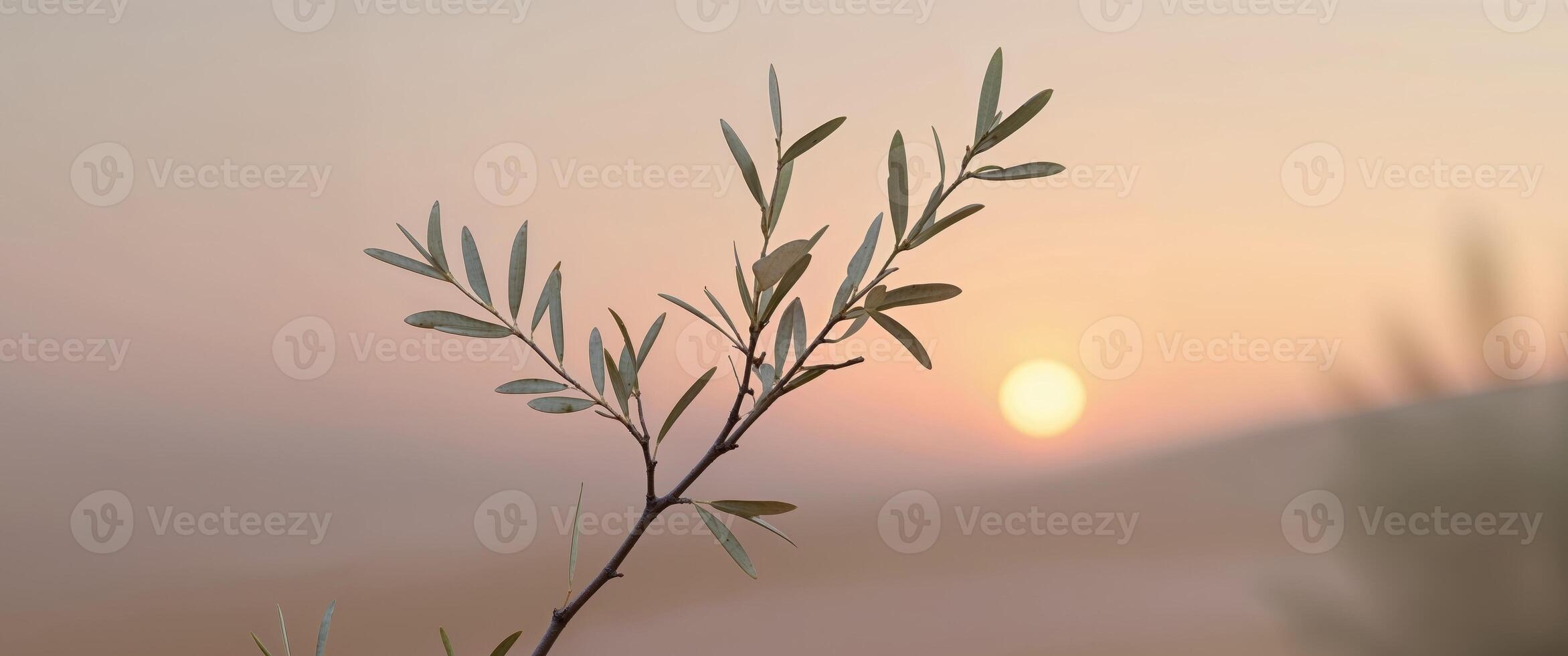 Olive branch under soft sunset light in serene landscape with warm hues and gentle colors photo
