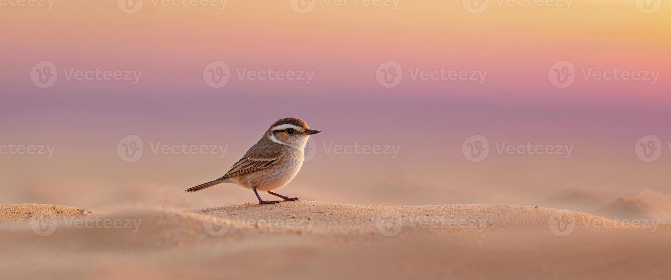 A small bird standing on top of a sand dune photo