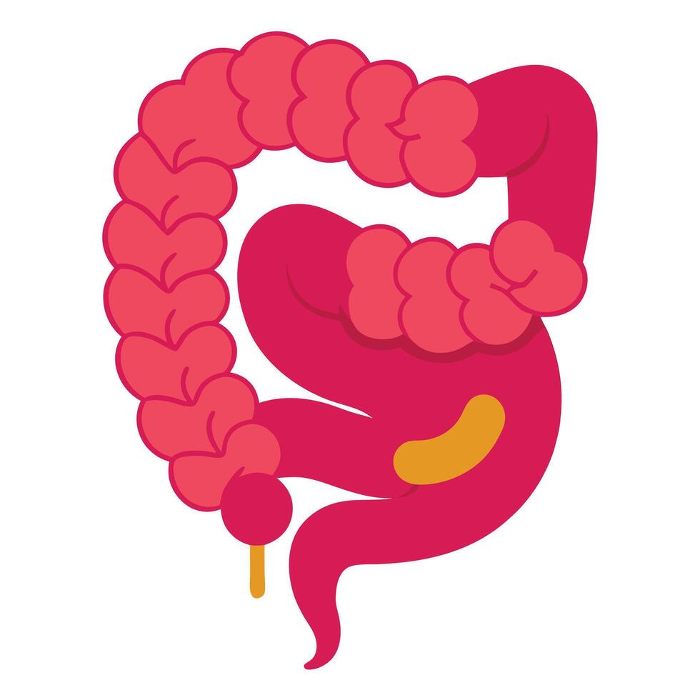 Colorful Colon Cartoon with Appendix on White Background vector
