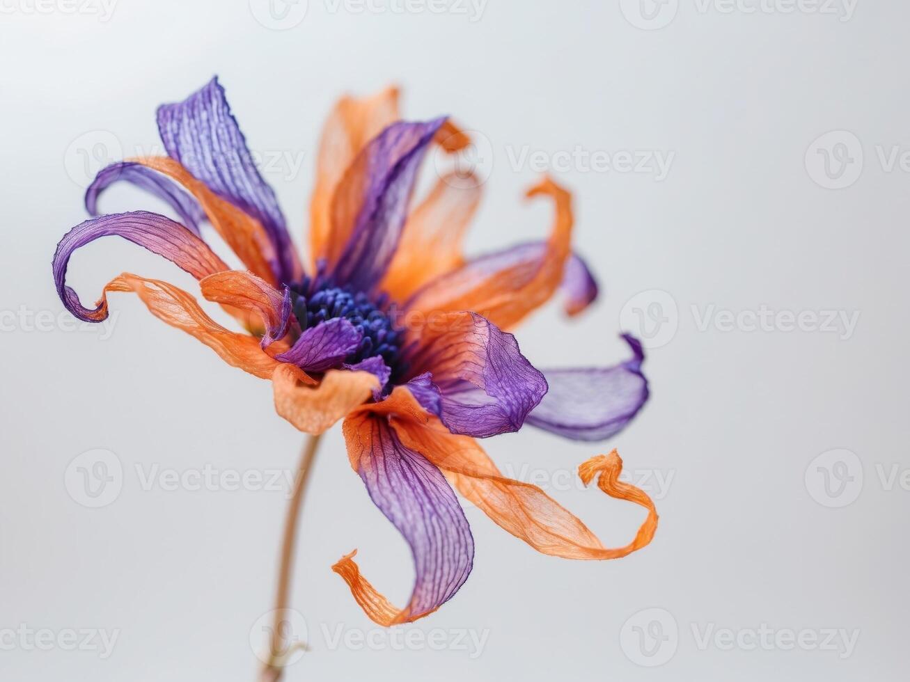 Dried Flower with Orange and Purple Petals photo