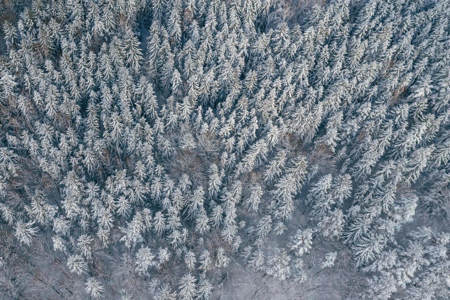 Many, of the, trees covered in snow. Top aerial view of forest in the Carpathian mountains. Majestic background photo