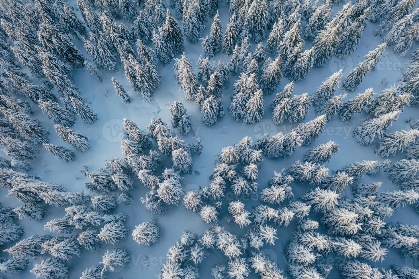 Top aerial view of trees covered in snow in the Carpathian mountains. Majestic background photo