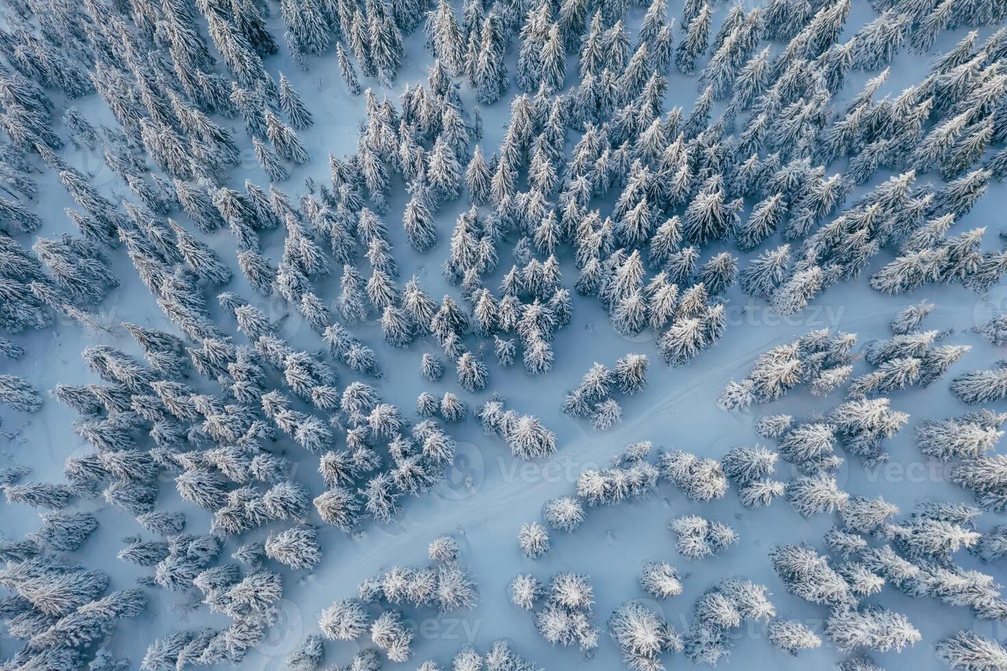 Many of the trees covered in snow.. Top ,aerial view of forest in the Carpathian mountains. Majestic background photo