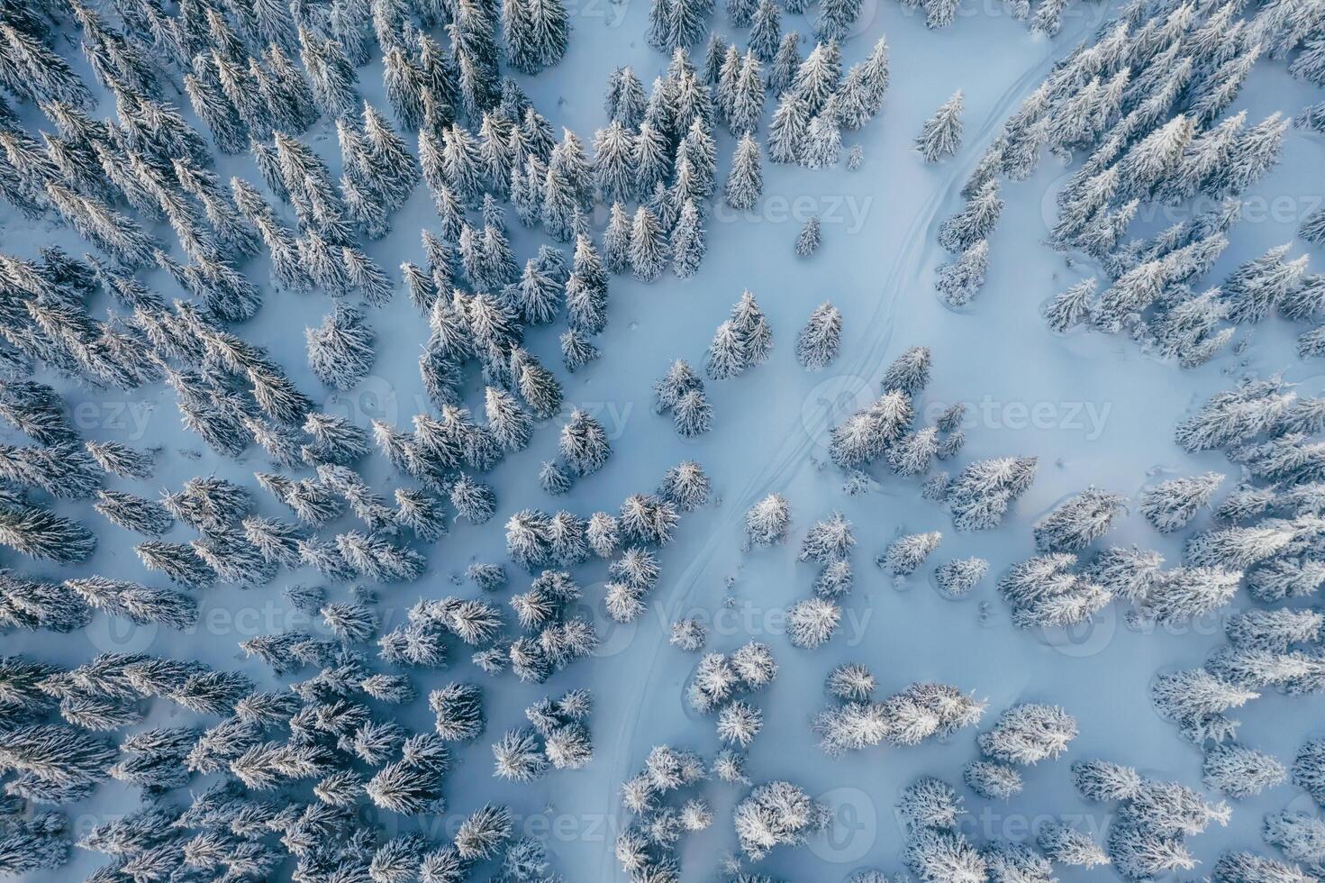 Many of the trees covered in ,snow. Top aerial view of forest in the Carpathian mountains. Majestic background photo