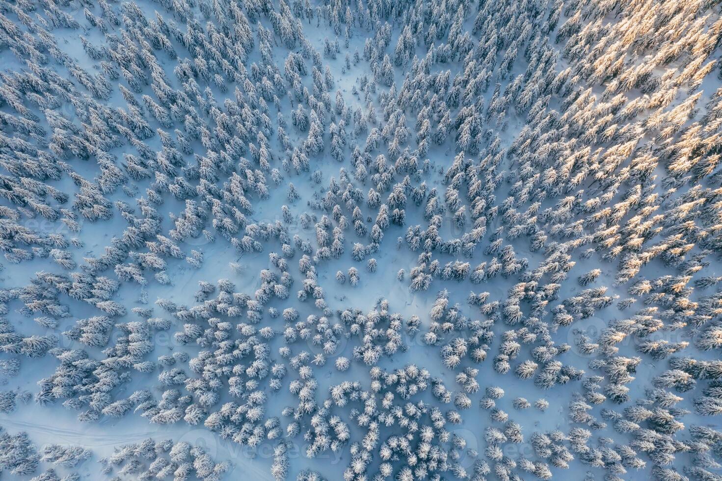 Sun beam. .Top aerial view of trees covered in snow in the Carpathian mountains. Majestic background photo