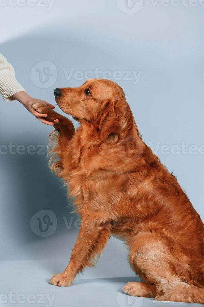 Golden retriever dog is sitting in the studio against background and giving his paw to the woman's hand photo